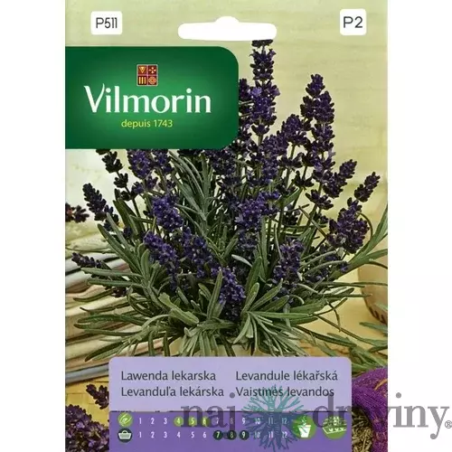 Vilmorin-Levanduľa lekárska