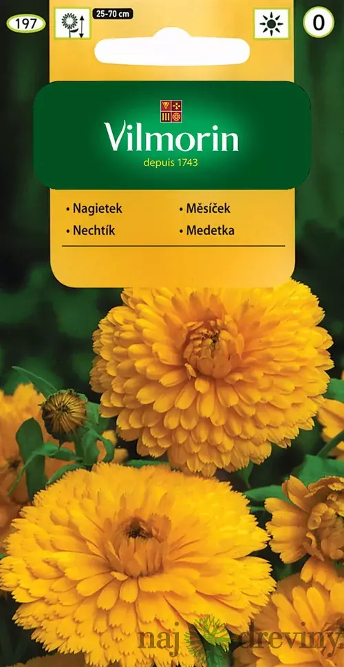 Vilmorin Nechtík lekársky semiačka 1 g