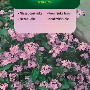 Vilmorin Nezábudka semiačka