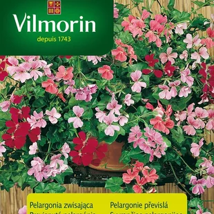 Vilmorin Pelargónia-muškát previsnutý mix semiačka 5 ks
