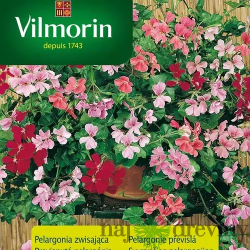 Vilmorin Pelargónia-muškát previsnutý mix semiačka 5 ks
