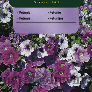 Vilmorin Petúnia previslá semiačka mix