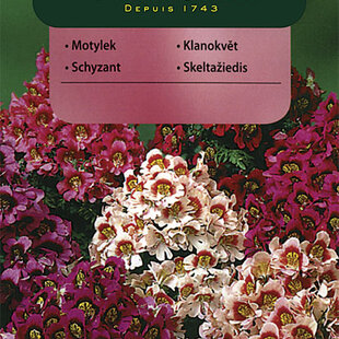 Vilmorin Schyzant semiačka