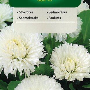 Vilmorin Sedmokráska obrovská Ave semiačka