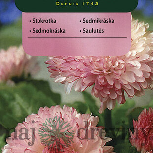 Vilmorin Sedmokráska obrovská Maria semiačka