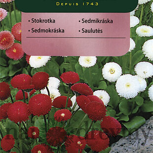 Vilmorin Sedmokráska popmonkovitá semiačka