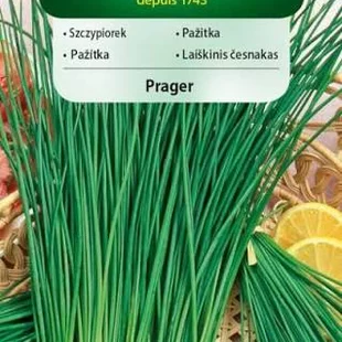 Vilmorin záhradná pažítka Dobre zimuje Prager 2g
