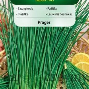 Vilmorin záhradná pažítka Dobre zimuje Prager 2g