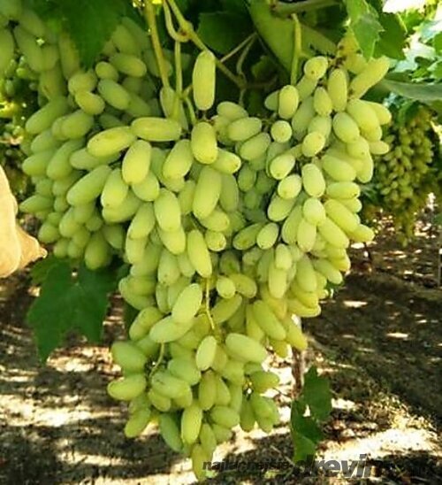 Vinič Alexandria Italia 60/80 cm, v črepníku Vitis viniferia Muscat Alexandria