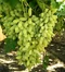 Vinič Alexandria Italia 60/80 cm, v črepníku Vitis viniferia Muscat Alexandria