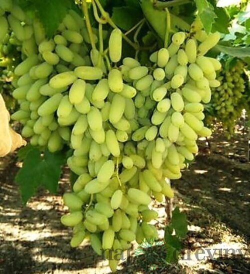 Vinič Alexandria Italia 60/80 cm, v črepníku Vitis viniferia Muscat Alexandria