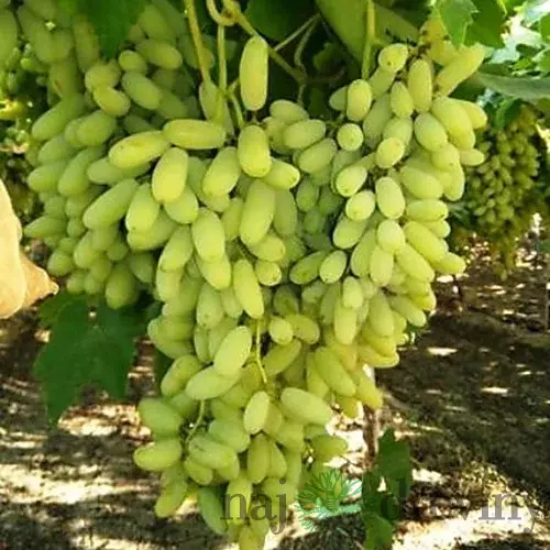 Vinič Alexandria Italia 60/80 cm, v črepníku Vitis viniferia Muscat Alexandria