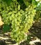 Vinič Alexandria Italia 60/80 cm, v črepníku Vitis viniferia Muscat Alexandria