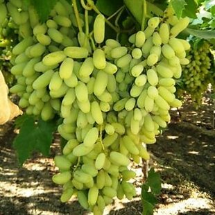 Vinič Alexandria Italia 60/80 cm, v črepníku Vitis viniferia Muscat Alexandria