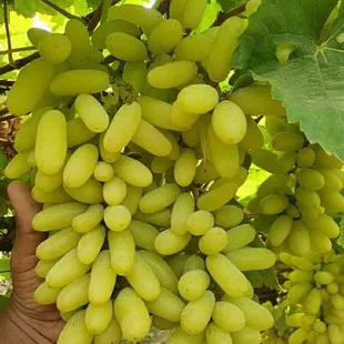Vinič bezkôstkový biely Bianca 130/160 cm, v črepníku Vitis Bianca