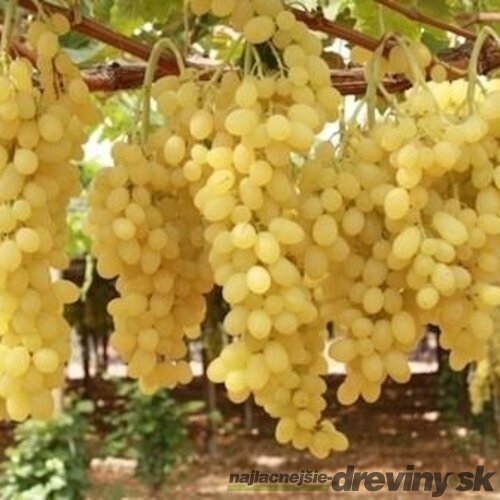 Vinič bezkôstkový biely Bianca 20/30 cm, v črepníku Vitis Bianca