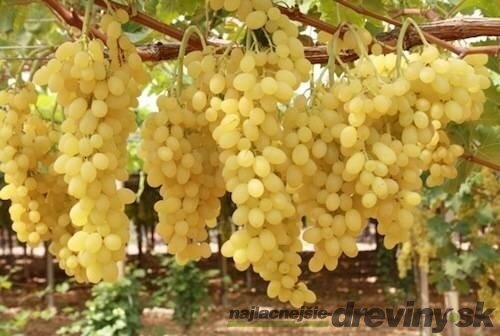 Vinič bezkôstkový biely Bianca 20/30 cm, v črepníku Vitis Bianca