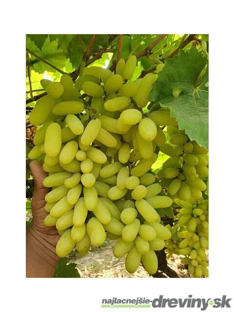 Vinič bezkôstkový biely Bianca 40/60 cm, v črepníku Vitis Bianca