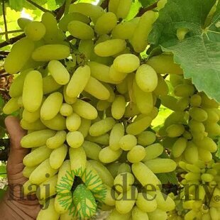 Vinič bezkôstkový biely Bianca 40/60 cm, v črepníku Vitis Bianca