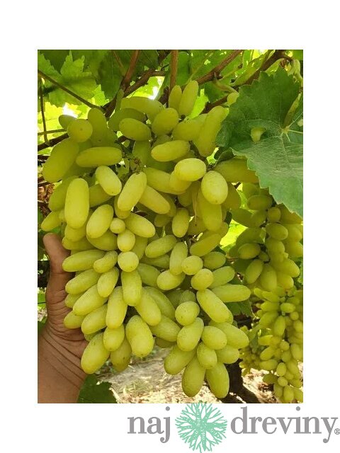 Vinič bezkôstkový biely Bianca 40/60 cm, v črepníku Vitis Bianca