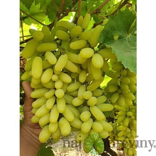 Vinič bezkôstkový biely Bianca 40/60 cm, v črepníku Vitis Bianca