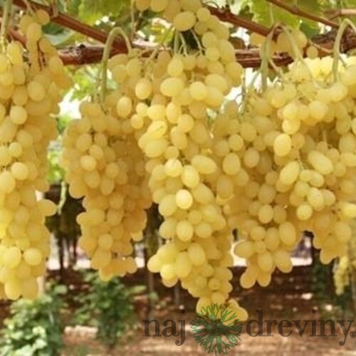 Vinič bezkôstkový biely Bianca 50/60 cm, v črepníku Vitis Bianca