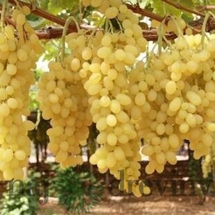Vinič bezkôstkový biely Bianca 50/60 cm, v črepníku Vitis Bianca