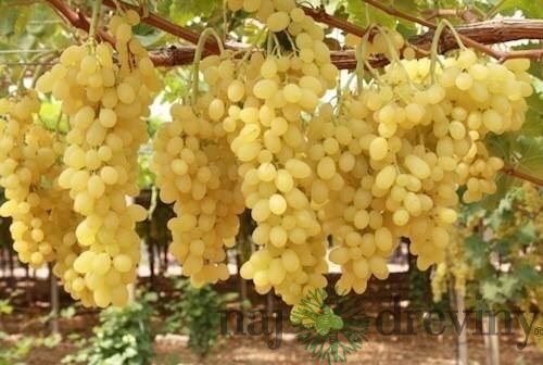 Vinič bezkôstkový biely Bianca 50/60 cm, v črepníku Vitis Bianca