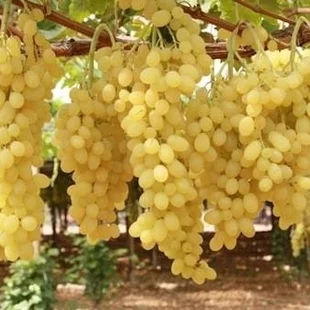 Vinič bezkôstkový biely Bianca 50/60 cm, v črepníku Vitis Bianca