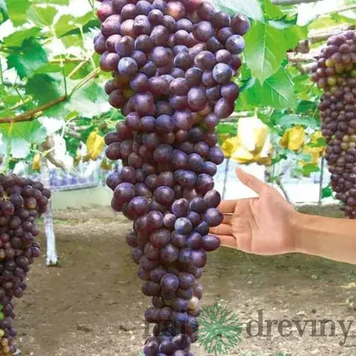 Vinič bezkôstkový červený Reliance,v črepníku 2l Vitis viniferia