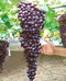 Vinič bezkôstkový červený Reliance,v črepníku 2l Vitis viniferia