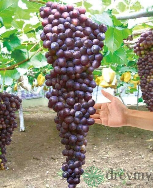 Vinič bezkôstkový červený Reliance,v črepníku 2l Vitis viniferia