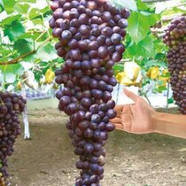 Vinič bezkôstkový červený Reliance,v črepníku 2l Vitis viniferia