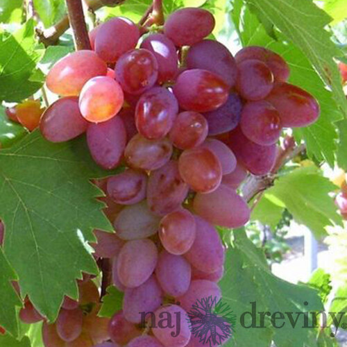 Vinič bezkôstkový Jupiter ružový, v črepníku 2l Vitis viniferia Jupiter