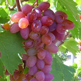 Vinič bezkôstkový Jupiter ružový, v črepníku 2l Vitis viniferia Jupiter