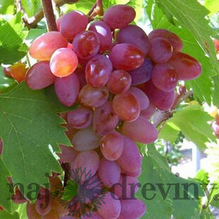 Vinič bezkôstkový Jupiter ružový, v črepníku 2l Vitis viniferia Jupiter