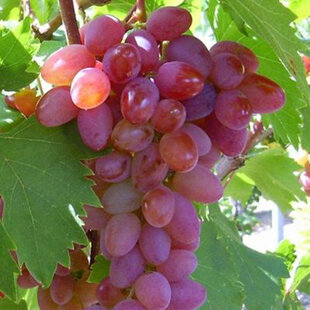 Vinič bezkôstkový Jupiter ružový, v črepníku 2l Vitis viniferia Jupiter