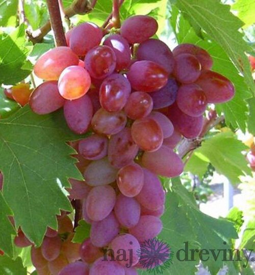 Vinič bezkôstkový Jupiter ružový, v črepníku 2l Vitis viniferia Jupiter