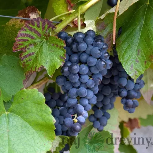 Vinič “BLAUER HEIKE “, výška 60/80 cm, v črepníku Vitis vinifera