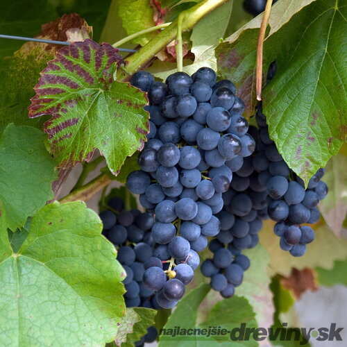 Vinič “BLAUER HEIKE “, výška 60/80 cm, v črepníku Vitis vinifera