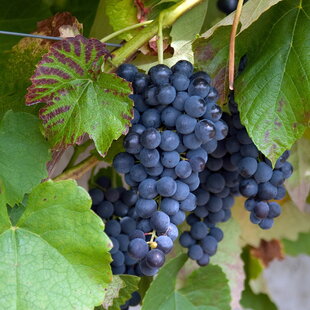 Vinič “BLAUER HEIKE “, výška 60/80 cm, v črepníku Vitis vinifera