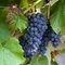Vinič “BLAUER HEIKE “, výška 60/80 cm, v črepníku Vitis vinifera