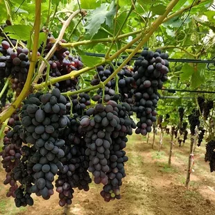 Vinič Boskoop Glory bezkôstkový červený, výška 50/70 cm, v črepníku Vitis Boskoop Glory