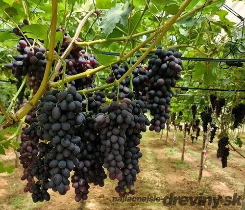 Vinič Boskoop Glory bezkôstkový červený, výška 50/70 cm, v črepníku Vitis Boskoop Glory