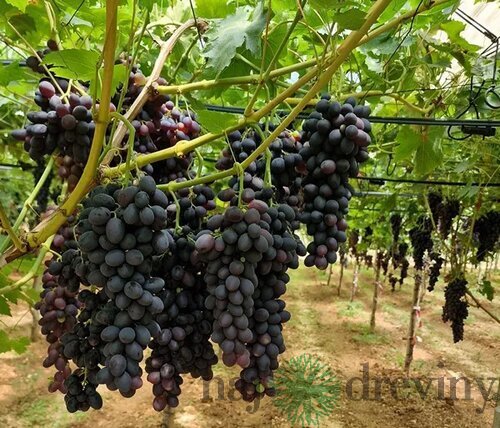 Vinič Boskoop Glory bezkôstkový červený, výška 50/70 cm, v črepníku Vitis Boskoop Glory