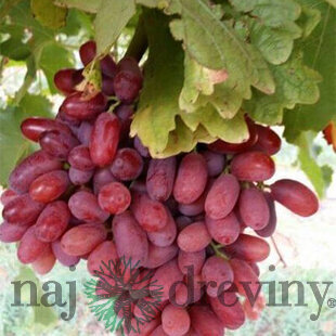 Vinič Boskoop Glory, výška 30/35 cm, v črepníku Vitis Boskoop Glory