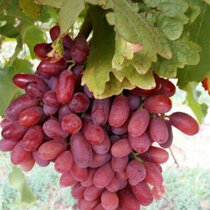 Vinič Boskoop Glory, výška 30/35 cm, v črepníku Vitis Boskoop Glory