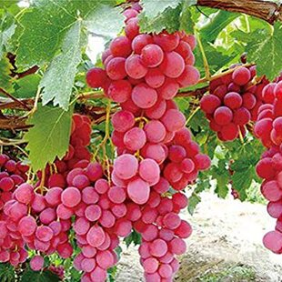 Vinič Einset bezkôstkový ružový, výška 80/120 cm, v črepníku 2l Vitis “Einset Seedless