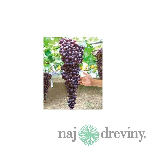 Vinič Hasansky Sladky 40/60 cm, v črepníku Vitis Hasansky Sladky