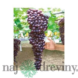 Vinič Hasansky Sladky 40/60 cm, v črepníku Vitis Hasansky Sladky